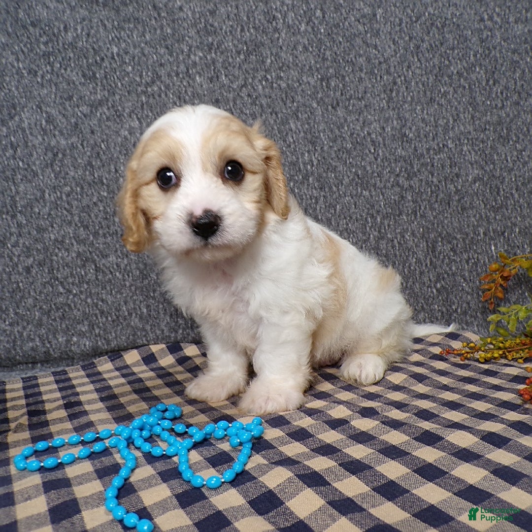 Cavachon dogs for sale: Jaki - Image 2