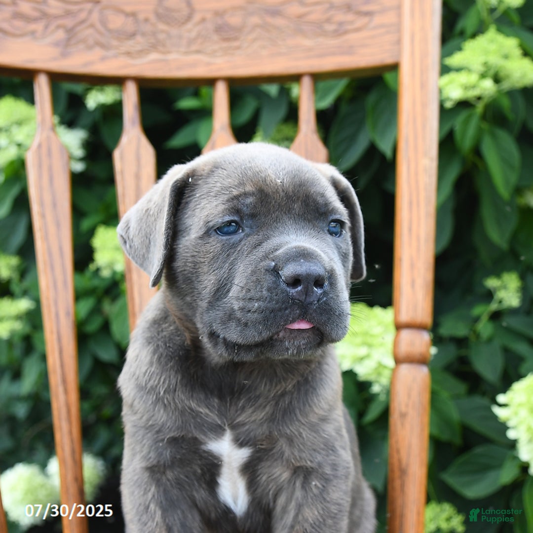 Cane Corso dogs for sale: Sierra - Image 3
