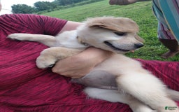 Golden Retriever dogs for sale: Prairie - Image 8
