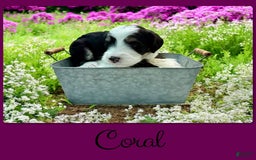 Bernedoodle dogs for sale: Coral - Image 3