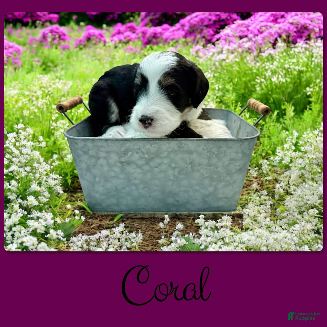 Bernedoodle dogs for sale: Coral - Image 3