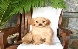 Cavapoo dogs for sale: Skye - Image 1