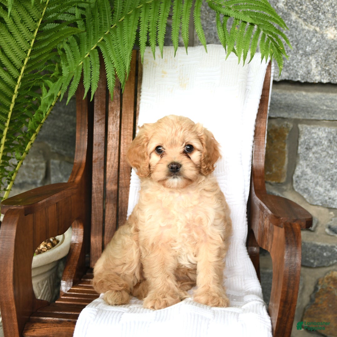 Cavapoo dogs for sale: Skye - Image 1