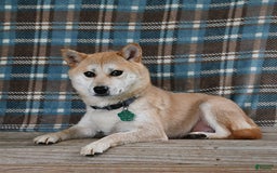 Shiba Inu dogs for sale: Bouncer - Image 7