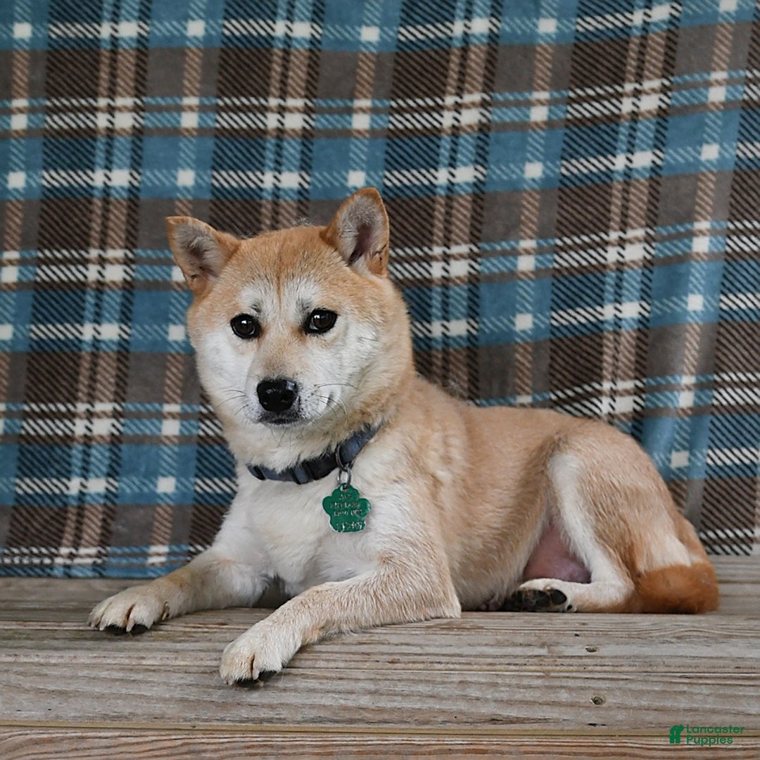 Shiba Inu dogs for sale: Bouncer - Image 7