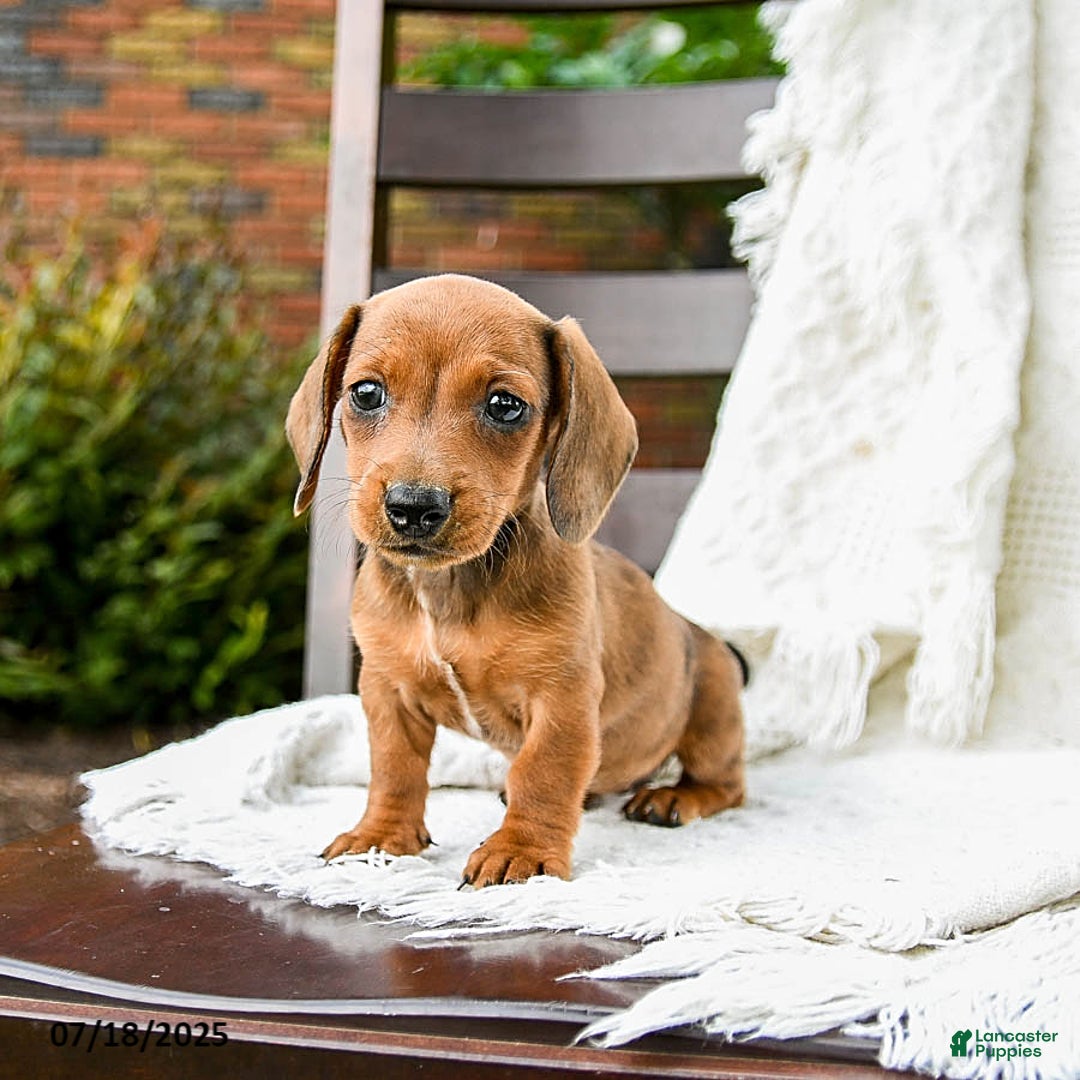 Dachshund dogs for sale: Dolly - Image 1