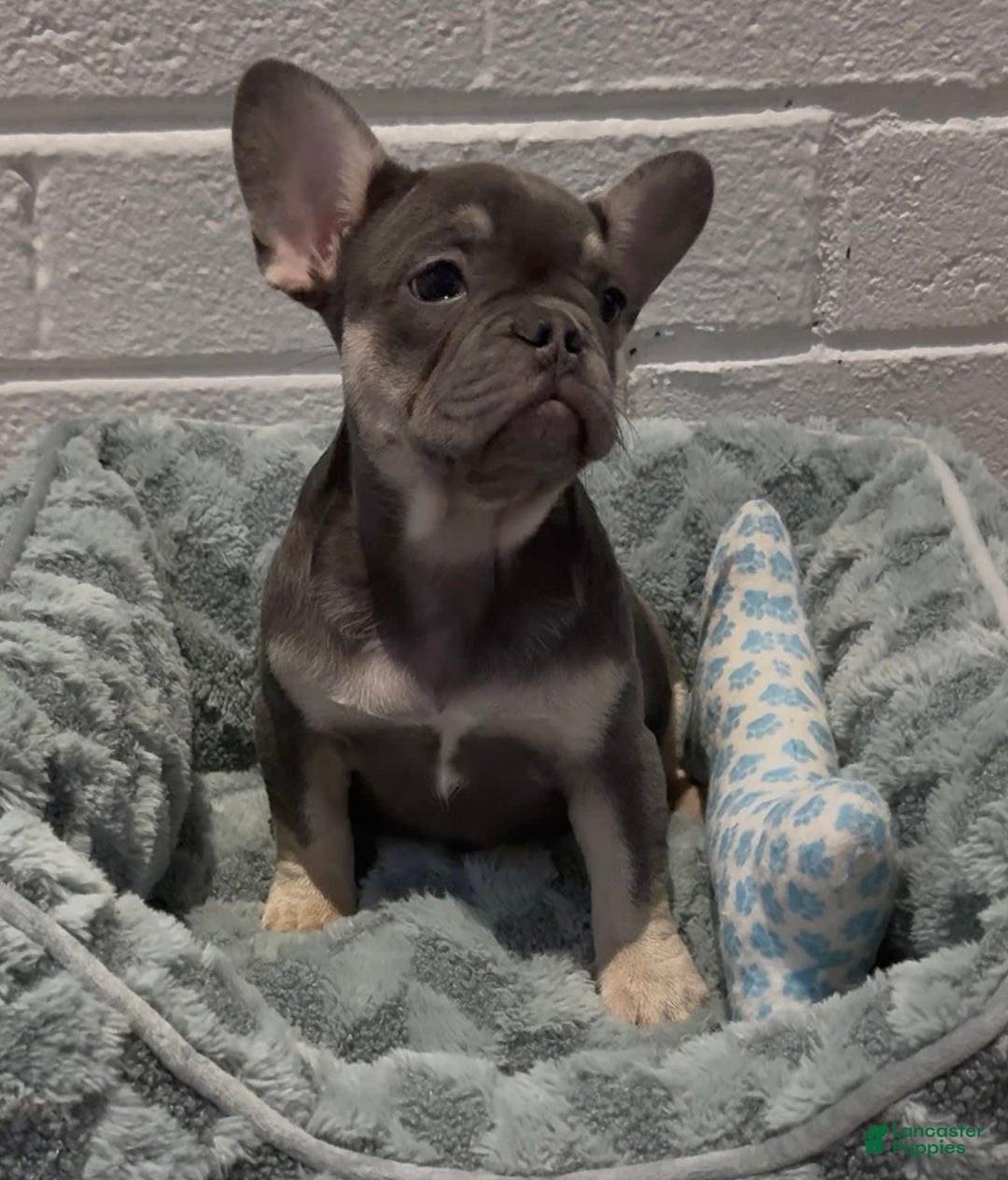 French Bulldog dogs for sale: Aurora - Image 4