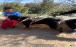 Rottweiler dogs for sale: Roxy - Image 6
