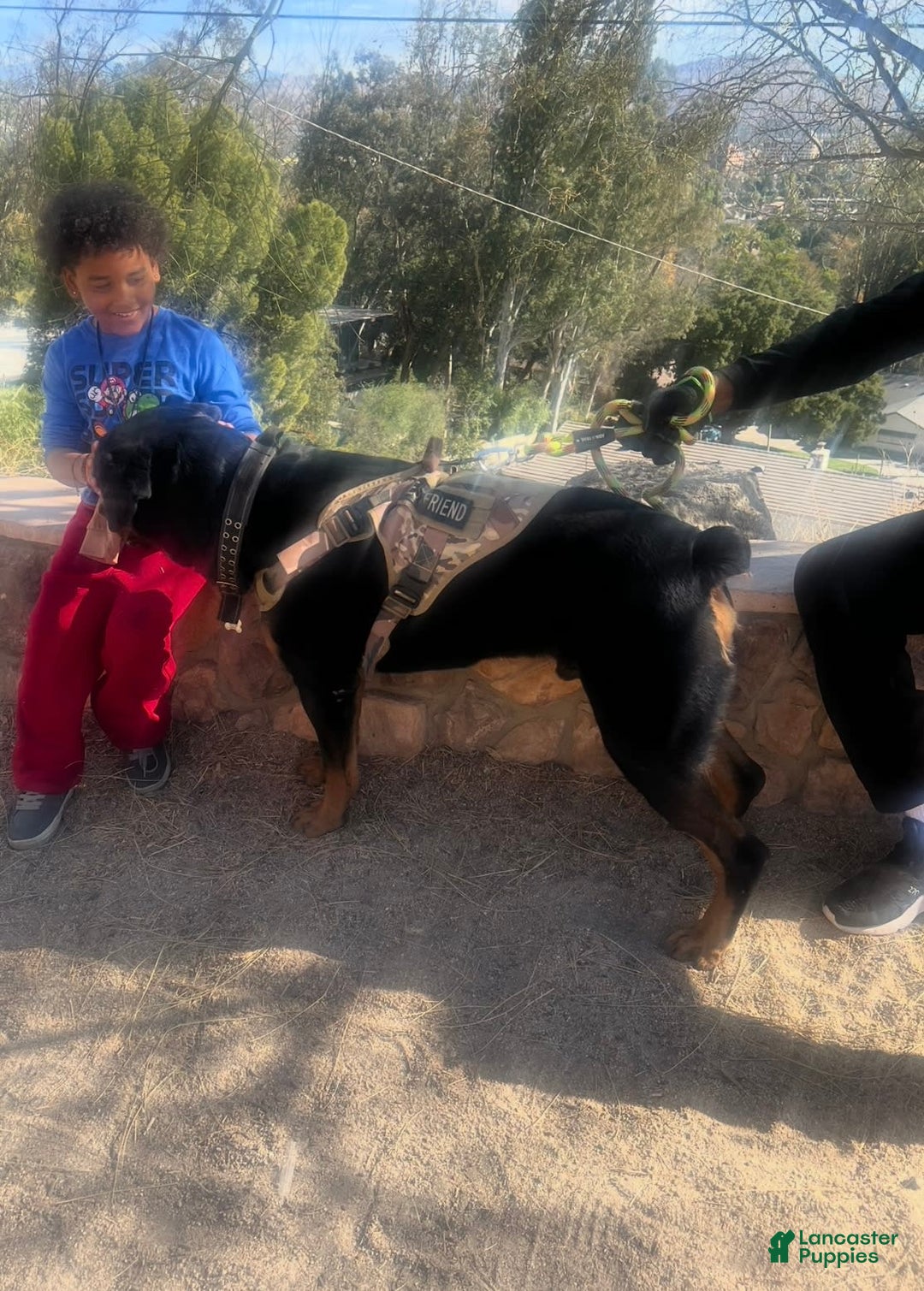 Rottweiler dogs for sale: Roxy - Image 6