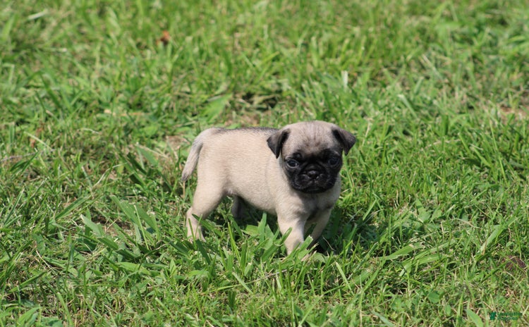 Pug dogs for sale - Ad 5