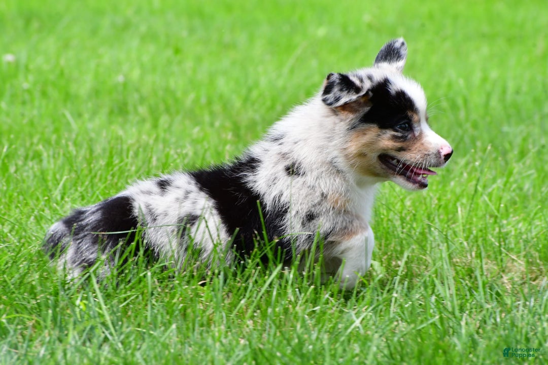 Australian Shepherd dogs for sale: Milo - Image 2