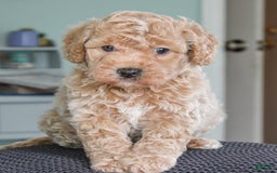 Cavapoo dogs for sale: Biscotti - Image 3