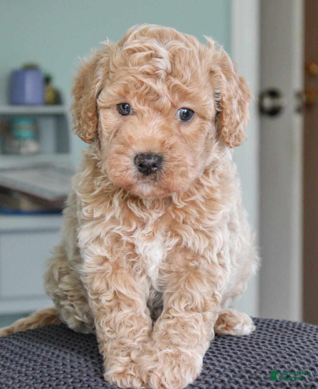 Cavapoo dogs for sale: Biscotti - Image 3