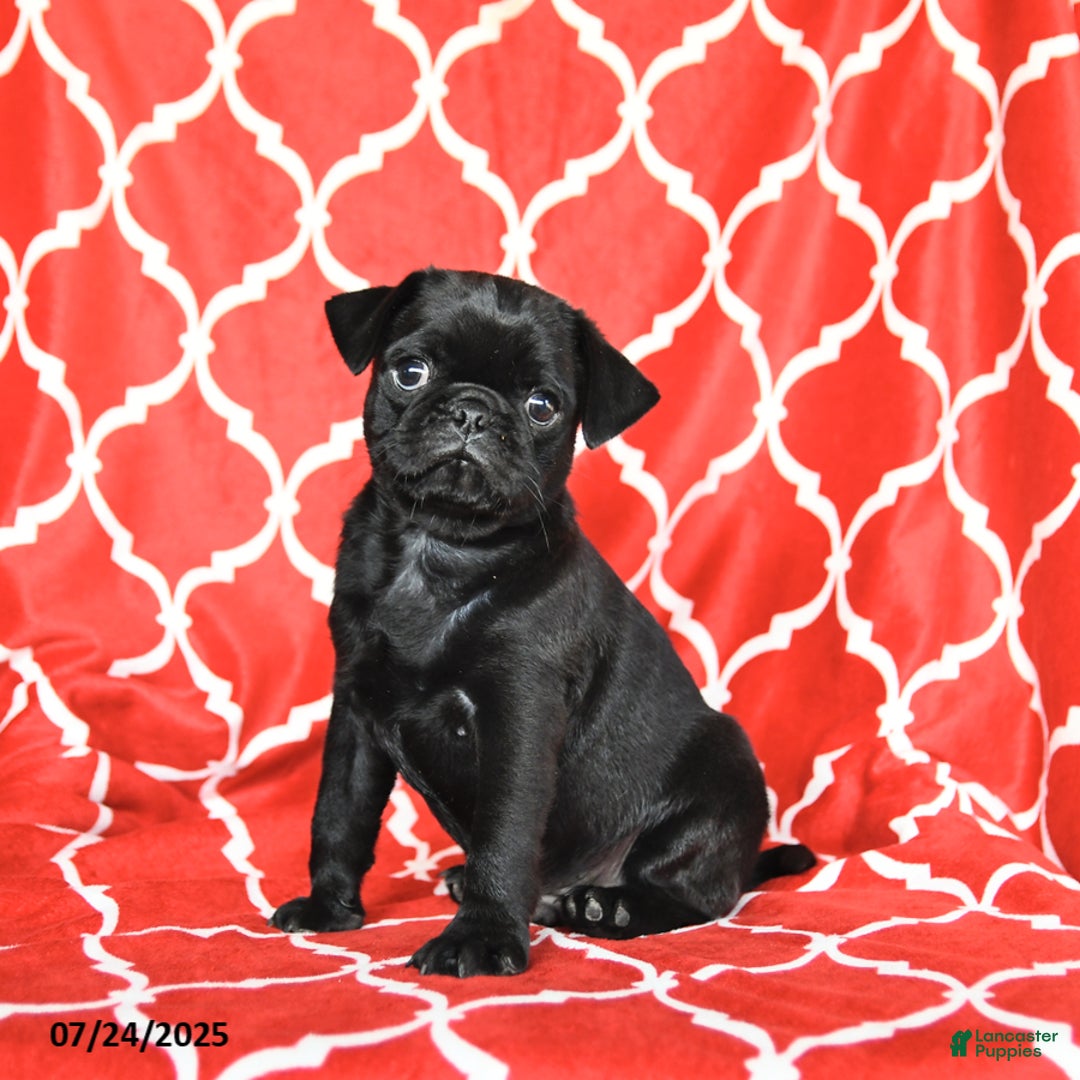 Pug dogs for sale: Leo - Image 5