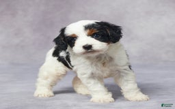 Cavapoo dogs for sale: Hugo - Image 8