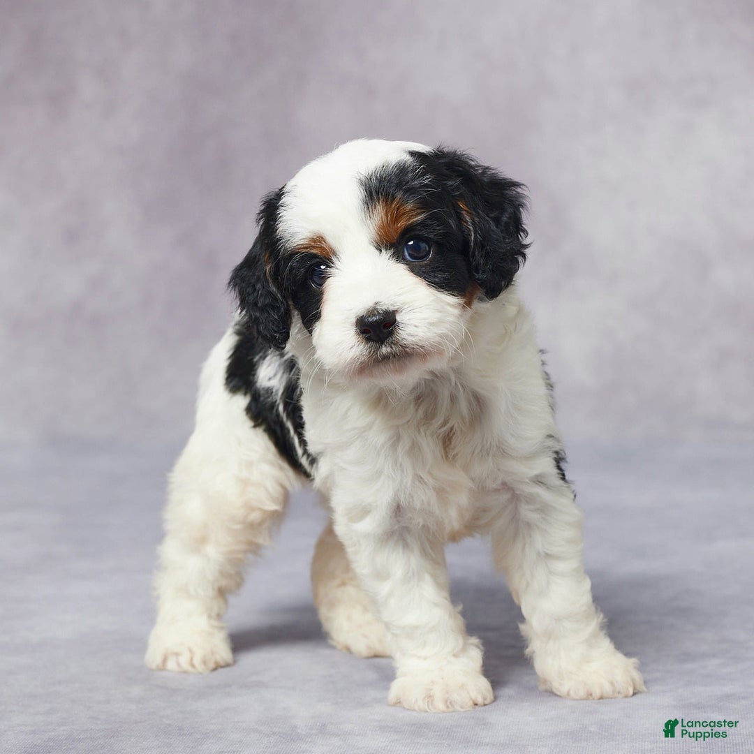 Cavapoo dogs for sale: Hugo - Image 8