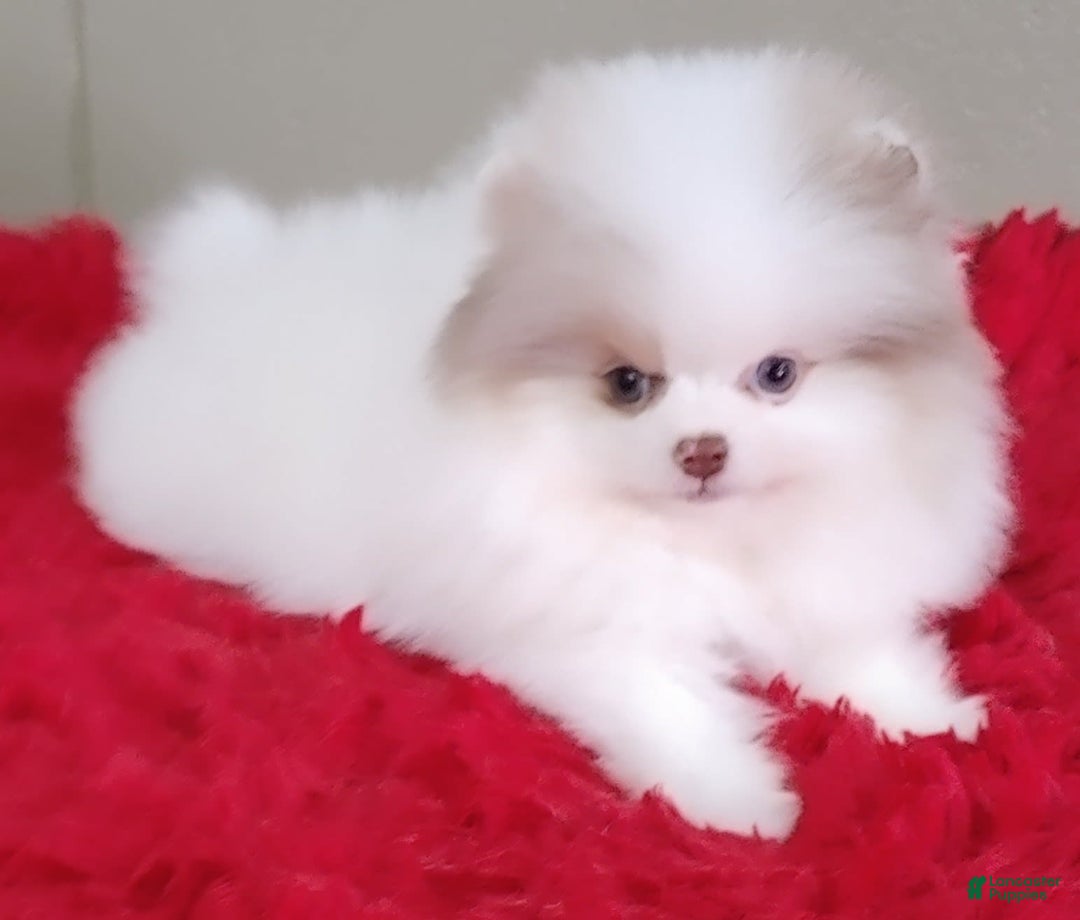 Pomeranian dogs for sale: Louie - Image 8