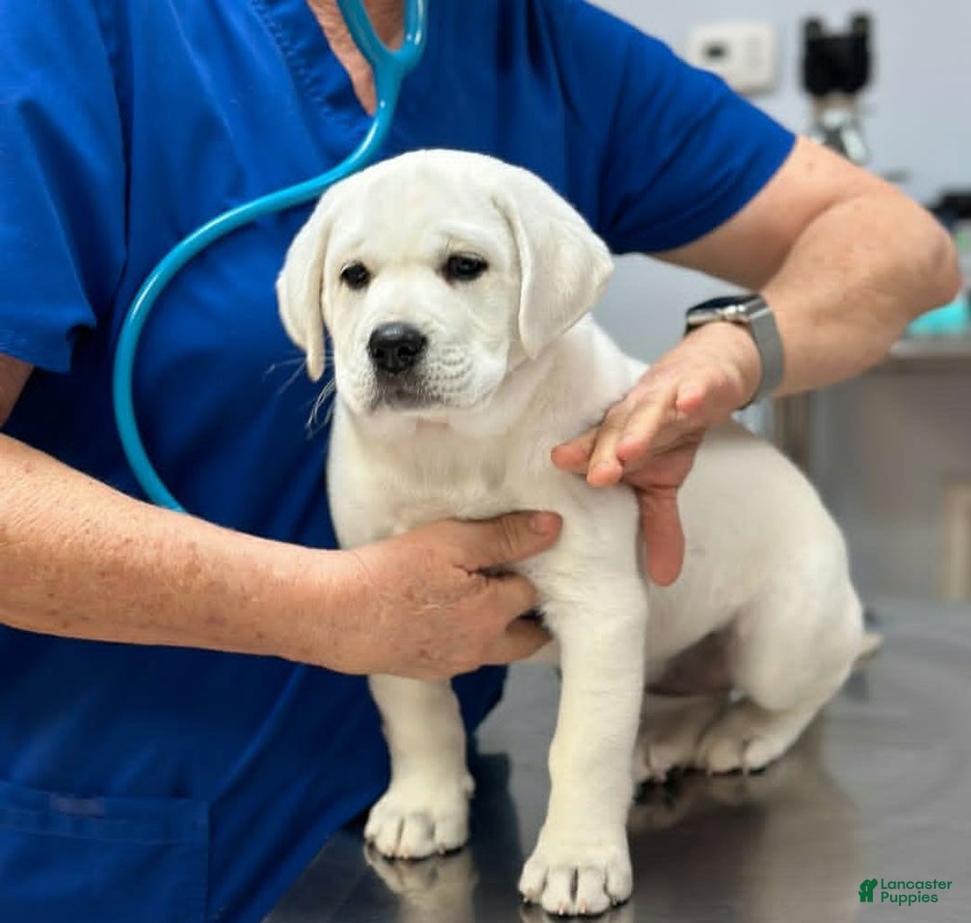 Labrador Retriever dogs for sale: Olivia - Image 3