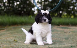 Mini Bernedoodle dogs for sale: Mini Bernedoodle 6 puppies - Image 31