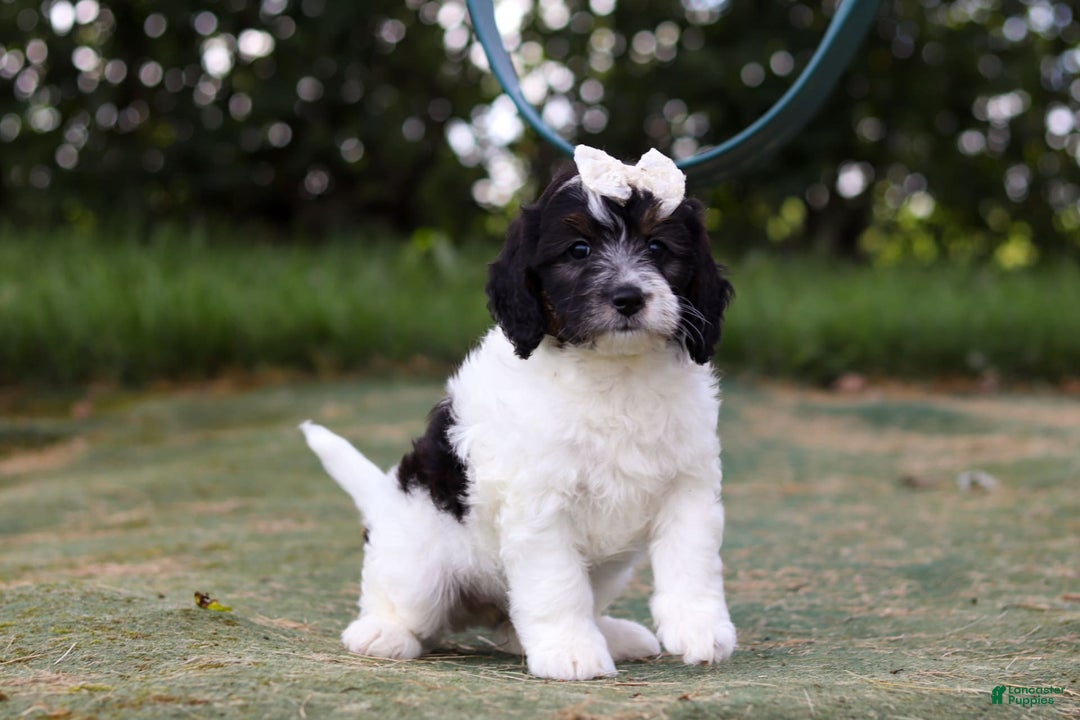 Mini Bernedoodle dogs for sale: Mini Bernedoodle 6 puppies - Image 31
