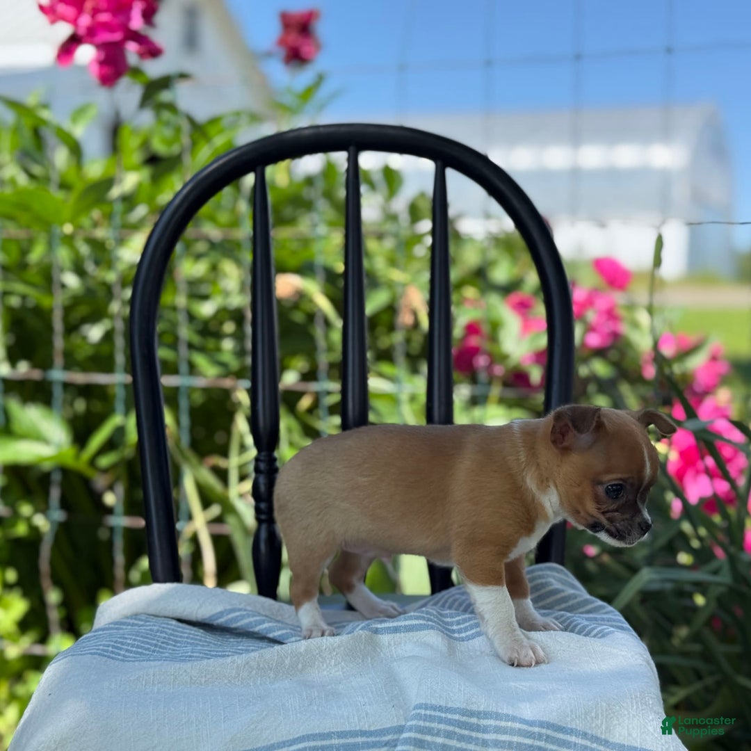 Chihuahua dogs for sale: Harvey - Image 10