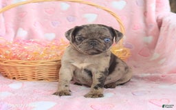 Pug dogs for sale: Abby - Image 3