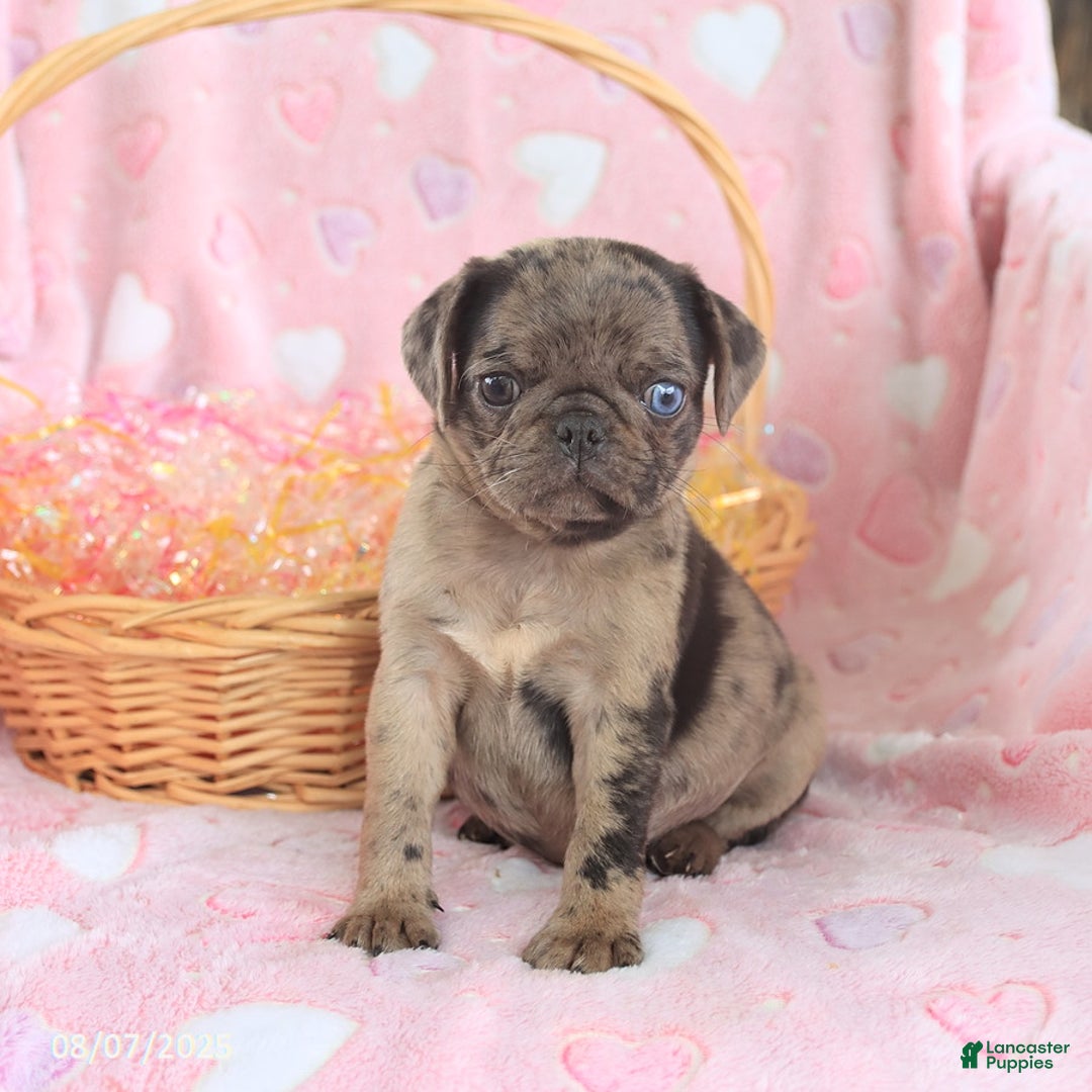 Pug dogs for sale: Abby - Image 3