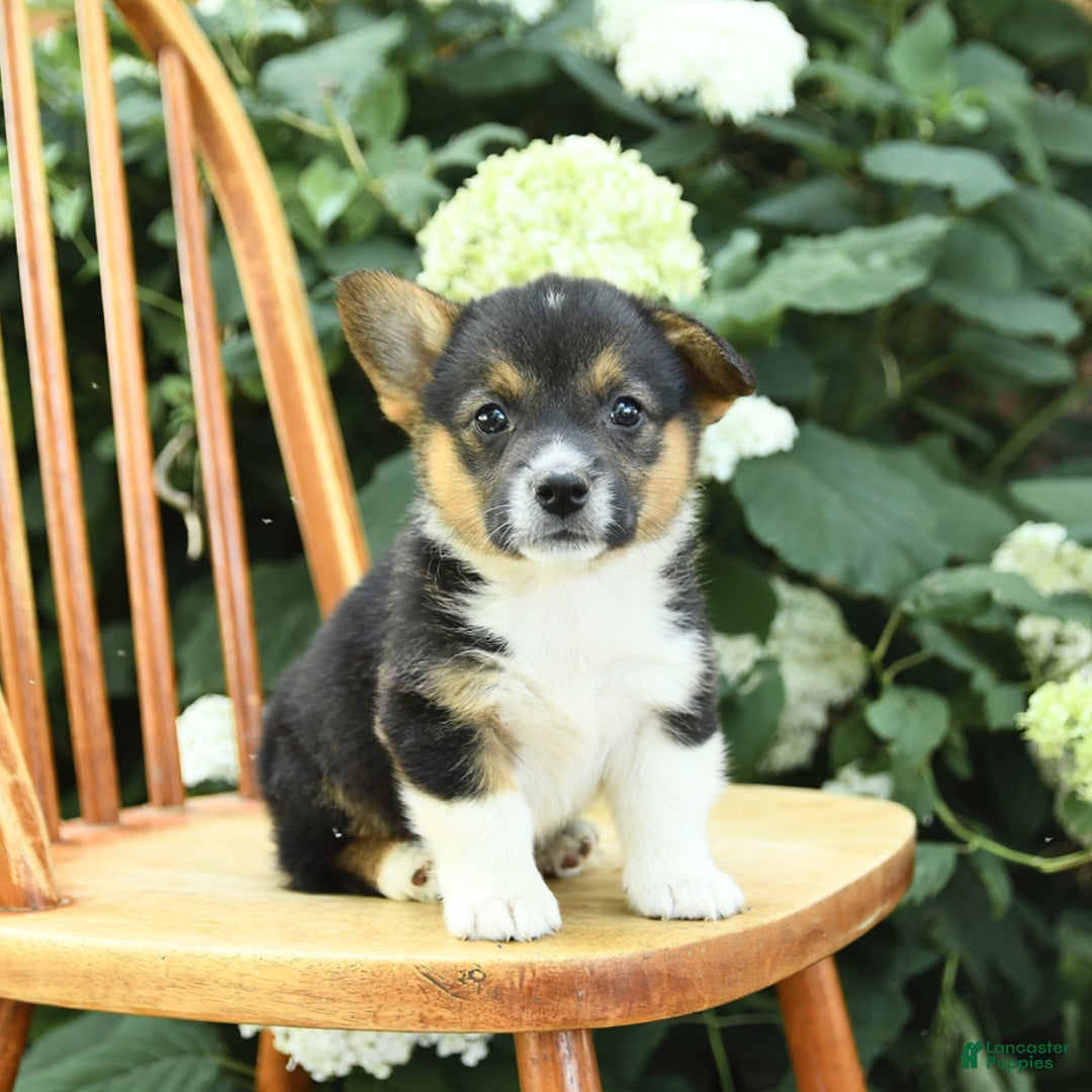 Welsh Corgi Pembroke dogs for sale: Pluto - Image 6