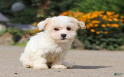 Havanese dogs for sale: Lexi - Image 2