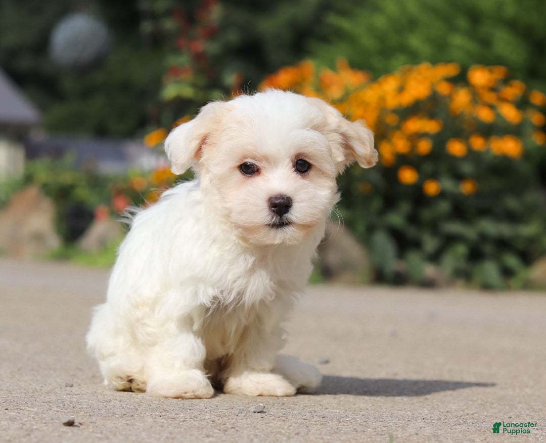 Havanese dogs for sale: Lexi - Image 2