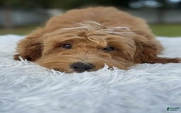 Mini Goldendoodle dogs for sale: Waffles - Image 8