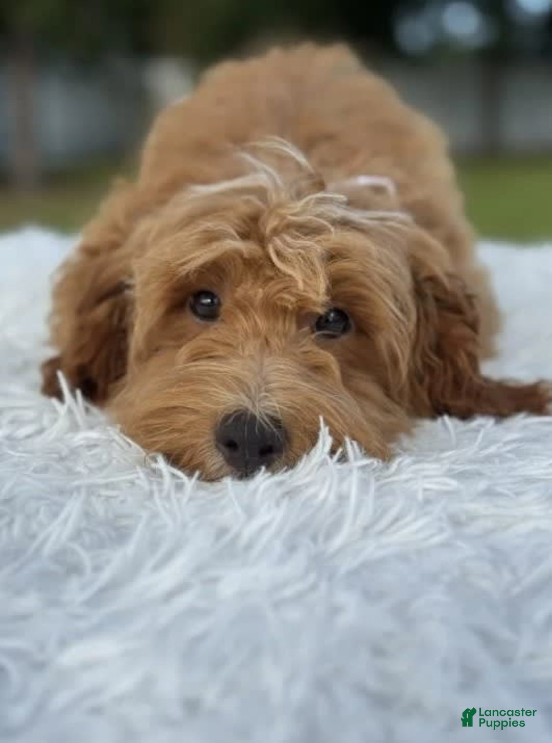 Mini Goldendoodle dogs for sale: Waffles - Image 8