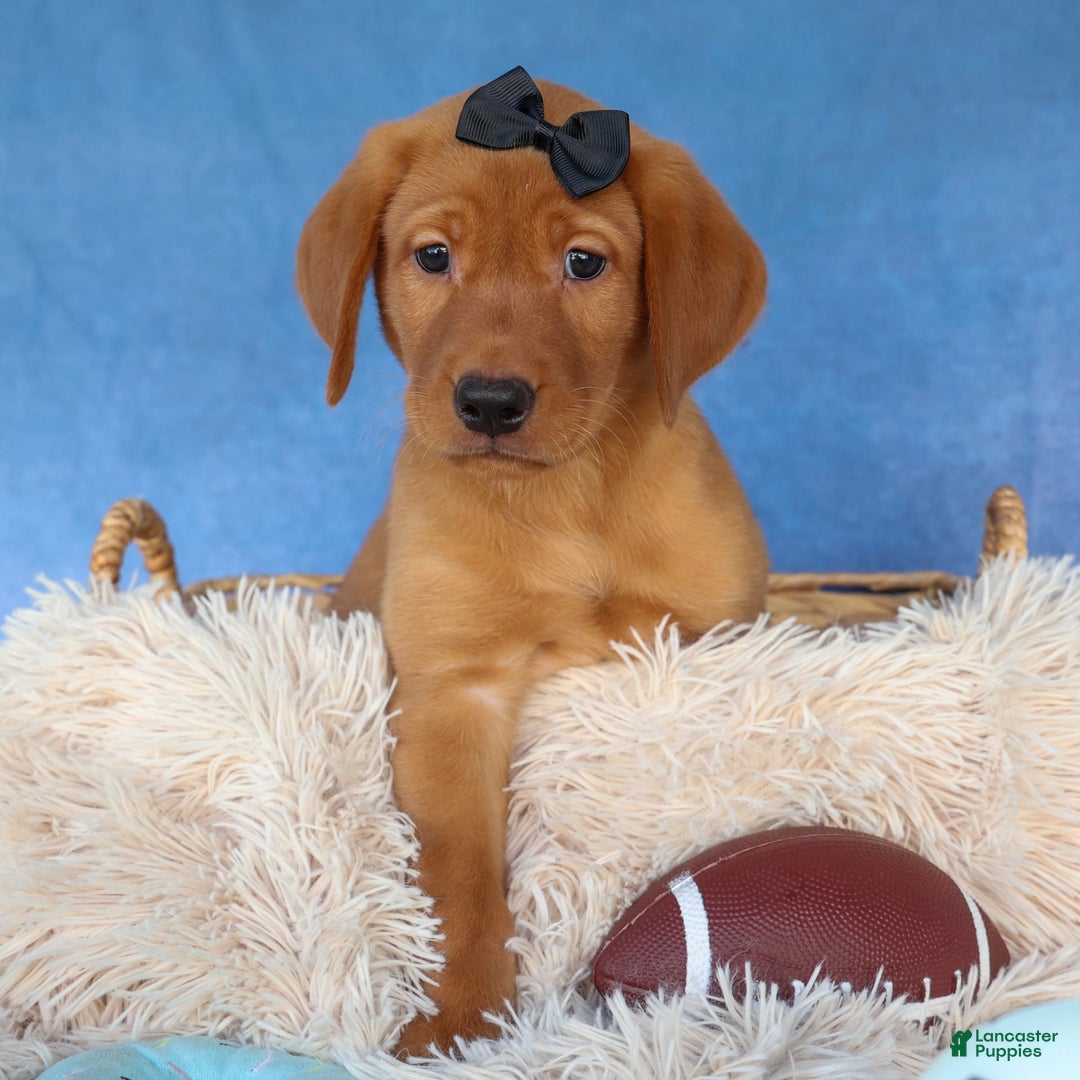 Labrador Retriever dogs for sale: Red Fox George - Image 5