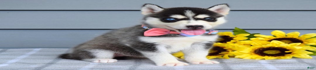 Cassandra