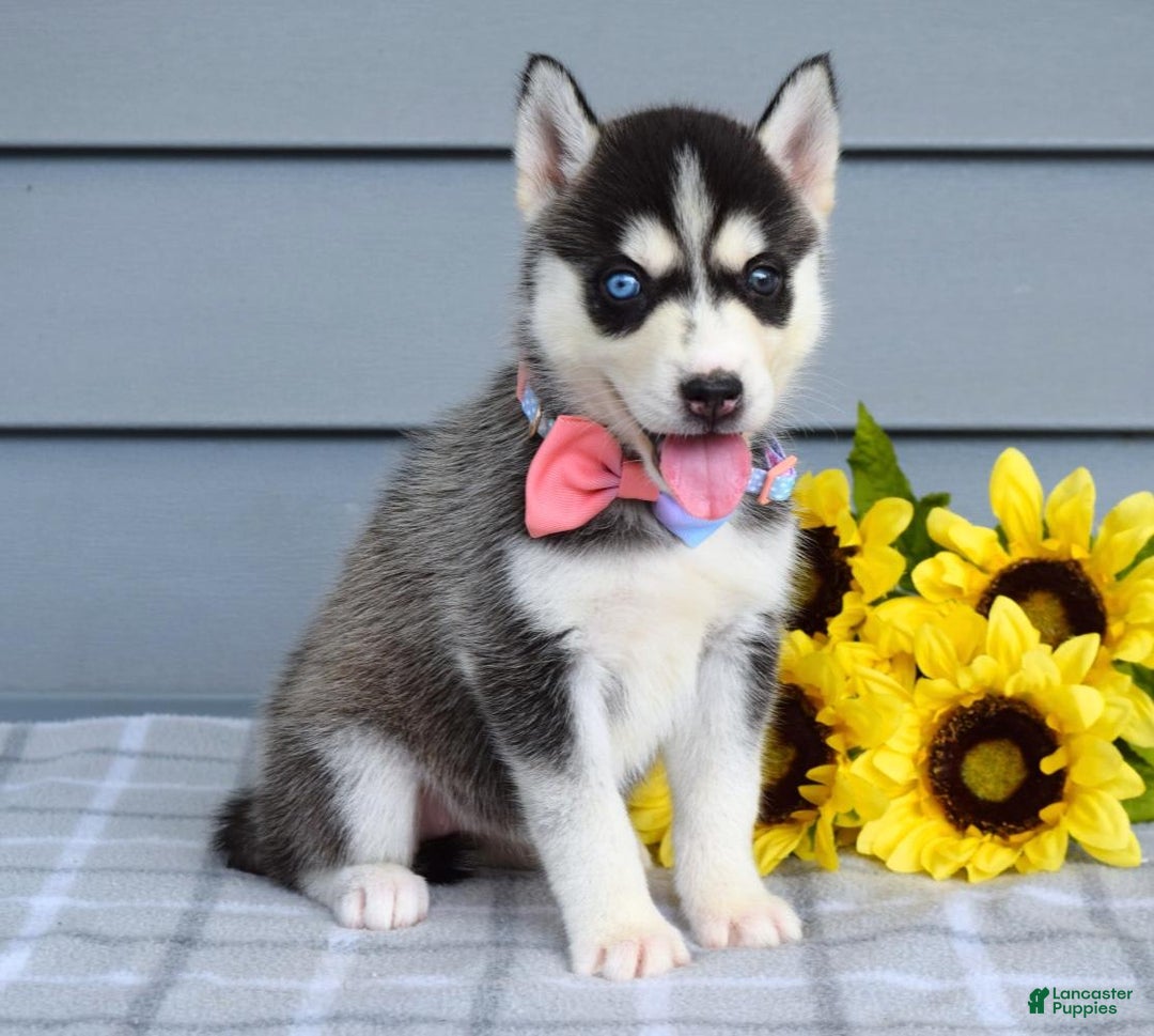 Siberian Husky dogs for sale: Cassandra - Image 4