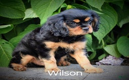 Cavalier King Charles Spaniel dogs for sale: Wilson - Image 2