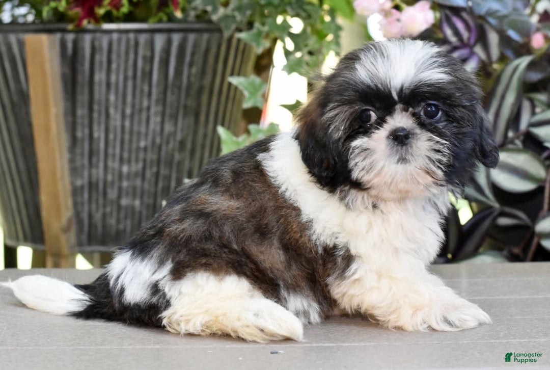 Shih Tzu dogs for sale: Debbie - Image 3
