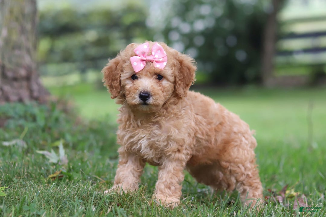 Miniature Poodle dogs for sale: Ava - Image 2