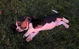 Basset Hound dogs for sale: Brick - Image 2