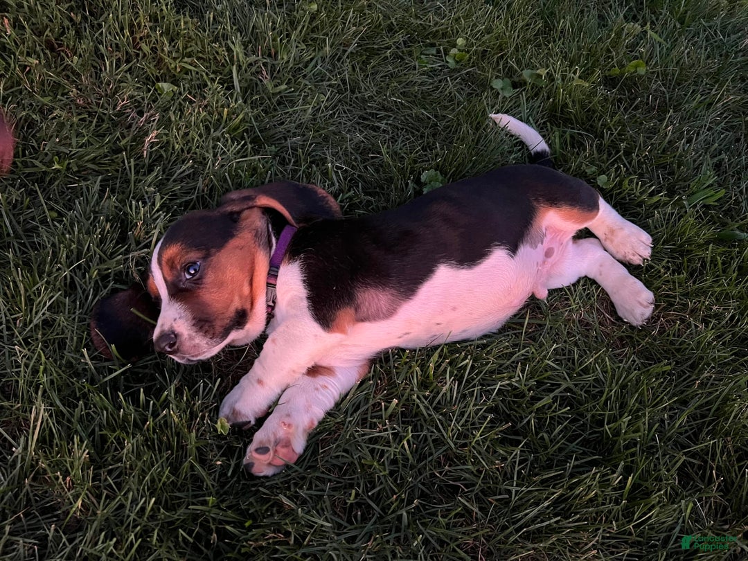 Basset Hound dogs for sale: Brick - Image 2
