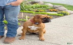 Boxer dogs for sale: Chaz - Image 12