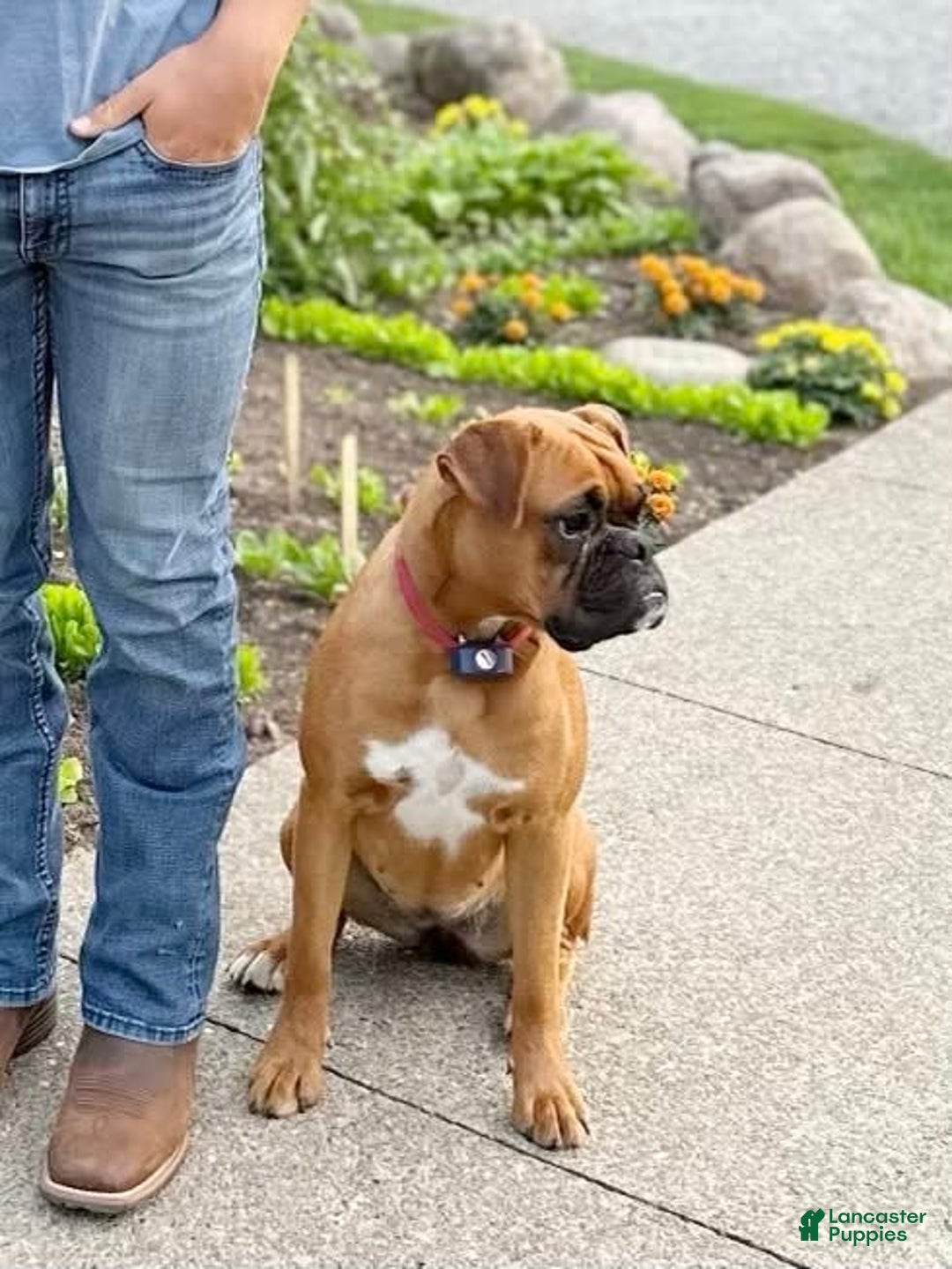 Boxer dogs for sale: Chaz - Image 12