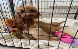 Maltipoo dogs for sale: Jovie - Image 5