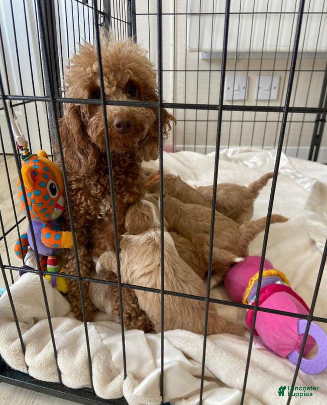 Maltipoo dogs for sale: Jovie - Image 5