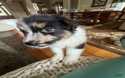 Australian Shepherd dogs for sale: Pineapple - Image 4