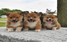 Welsh Corgi Pembroke dogs for sale: Tj - Image 5