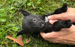 Belgian Malinois dogs for sale: Akc Certified Male 5 - Image 13