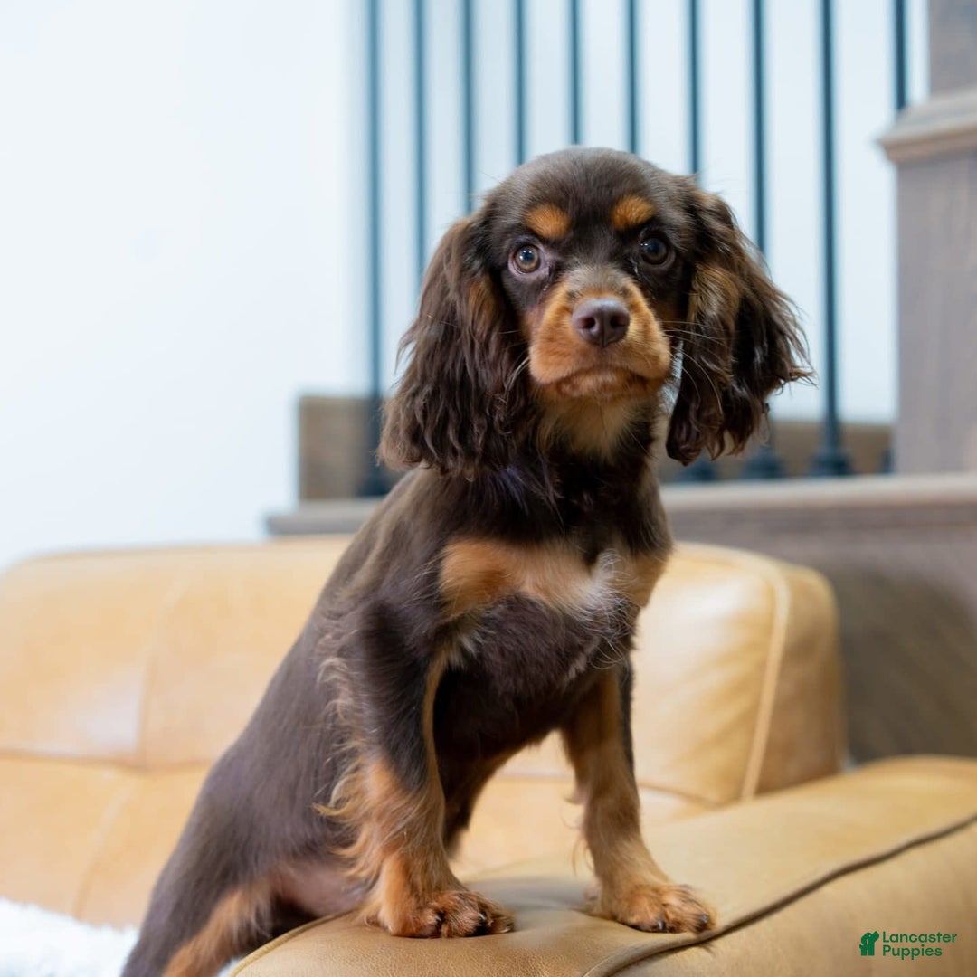 Cavalier King Charles Spaniel dogs for sale: Lance - Image 6