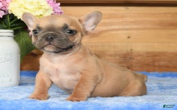 French Bulldog dogs for sale: Blake - Image 6