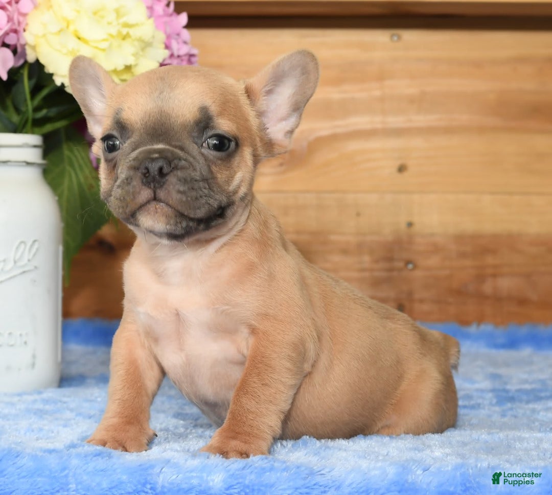 French Bulldog dogs for sale: Blake - Image 6